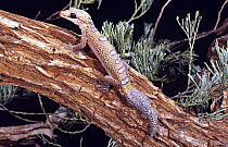 Ocellated gecko {Oedura monilis} male searching for prey at night, Queensland, Australia