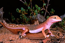 Beaded gecko (Lucasium damaeum ) Wathe reserve, Victoria, Australia