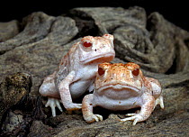 Pair of albino Woodhouse toads {Bufo woodhousei} captive, Occur in North America, captive