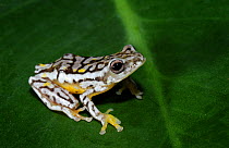 African Reed Frog {Hyperolius sp} captive, from south of sahara Africa