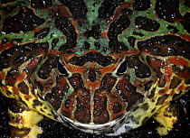 Argentine Horned / Pacman Frog {Ceratophrys ornata} captive, from tropical rainforest of South America
