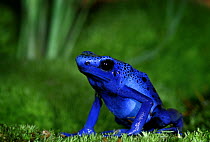 Blue Poison Dart Frog {Dendrobates azureus} captive, from Surinam, South America