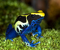 Brazilian Cobalt Poison Dart Frog {Dendrobates tinctorius} captive, from rainforests of Brazil