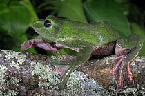 Chinese Gliding Tree Frog {Polypedates dennysi} captive, from Southern China