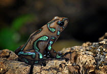 Green and black Poison Dart Frog {Dendrobates auratus} captive, from rainforests of Central America