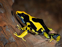 Dying Poison Dart Frog {Dendrobates tinctorius} captive, from South America