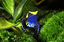 Dyeing Poison Dart Frog {Dendrobates tinctorius} captive, from Surinam, South America