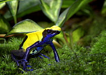 Dyeing Poison Dart Frog {Dendrobates tinctorius} captive, from Surinam, South America