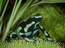 Green and Black Poison Dart Frog {Dendrobates auratus} captive, from Costa Rica