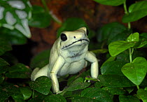 Mint / Golden Poison Dart Frog {Phyllobates terribilis} captive, from Columbia, South America