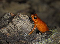 Strawberry Poison Dart Frog {Dendrobates pumilio} captive, from Bastimentos Island, Panama