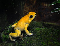 Golden Poison Dart Frog {Phyllobates terribilis} captive, from Colombia, South America.