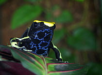 Dying Poison Dart Frog {Dendrobates tinctorius} 'Patricia', captive, from Surinam, South America