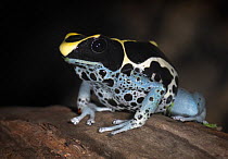 Powderblue Dyeing Poison Dart Frog {Dendrobates tinctorius} captive, from Surinam, South America