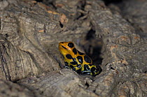 Red Imitator Poison Dart Frog {Dendrobates imitator intermedius} captive, from Peru, South America