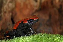 Splash back Poison Dart Frog {Dendrobates galactonotus} "red", captive, from Brazil, South America