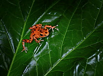 Strawberry Poison Dart Frog {Dendrobates pumillio bastimentos} captive, from Bastimentos Island, Panama