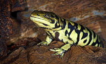 Tiger Salamander {Ambystoma tigrinum} captive, from USA