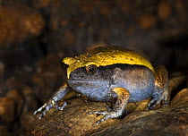 Tomato Frog {Dyscophus antongilii} captive, from Madagascar