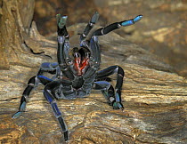 Cobalt blue tarantula {Haplopelma lividum} captive, defense posture, from Myanmar and Thailand.