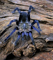 Cobalt blue tarantula {Haplopelma lividum} captive, from Myanmar and Thailand.