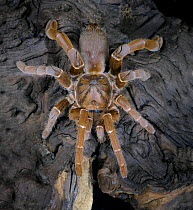 King Baboon Spider {Citharischius crawshayi} captive, from Kenya