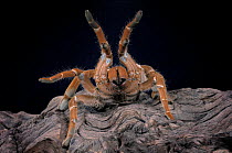 King Baboon Spider {Citharischius crawshayi} legs raised in defence posture, captive, from Kenya