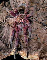 Blue Bloom Birdeater spider {Pamphobeteus nigricolor} male, captive from Bolivia, Ecuador, Columbia, Peru