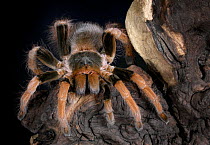 Columbian giant red leg tarantula {Megaphobema robustum} captive, from Columbia