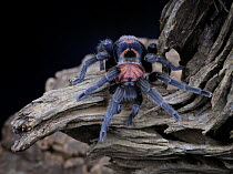 Costa Rican Tiger Rump tarantula {Cyclosternum fasciata} captive, from Costa Rica