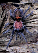 Costa Rican Tiger Rump tarantula {Cyclosternum fasciata} captive, from Costa Rica