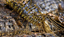 Giant malaysian long-legged centipede {Thereupoda decipiens} captive, from Malaysia