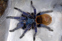 Greenbottle blue tarantula {Chromatopelma cyaneopubescens} captive, from Venezuela
