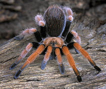 Mexican bloodleg tarantula {Aphonopelma bicoloratum} captive, from Mexico
