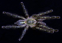 Redslate ornamental tarantula {Poecilotheria rufilata} captive, from India