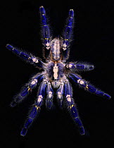 Gooty Sapphire Ornamental Tree Spider {Poecilotheria metallica} captive, from Southeastern India and Sri Lanka