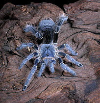 White collared tarantula {Eupalaestrus weijenberghi}captive, from Argentina and Uruguay