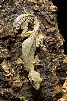 Flying / Kuhl's gecko {Ptychozoon kuhli} captive, from SE Asia