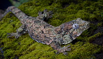 Mossy Gecko {Rhacodactylus chahoua} captive, from Grande Terre and Isle of Pines, New Caledonia, Melanesia