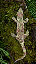 Mossy Gecko {Rhacodactylus chahoua} captive, from Grande Terre and Isle of Pines, New Caledonia, Melanesia