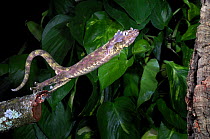 Mossy Gecko {Rhacodactylus chahoua} leaping from branch to branch, sequence 1/2