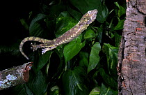 Mossy Gecko {Rhacodactylus chahoua} leaping from branch to branch, sequence 2/2