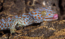 The Tokay gecko (Gekko gecko) licking, captive, from Asia