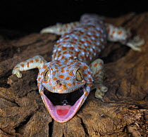 The Tokay gecko (Gekko gecko) mouth open, captive, from Asia