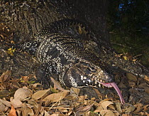 Columbian / Golden tegu lizard {Tupinambis teguixin} sensing the air with its tongue, captive, from Amazon Basin, especially Colombia