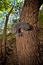Guatemalan Beaded Lizard {Heloderma horridum charlesbogerti} climbing a tree, Montagua Valley, Guatemala Venomous species