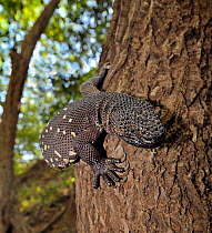 Guatemalan Beaded Lizard {Heloderma horridum charlesbogerti} climbing a tree, Montagua Valley, Guatemala Venomous species