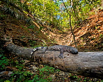 Guatemalan Beaded Lizard {Heloderma horridum charlesbogerti} in habitat, Montagua Valley, Guatemala