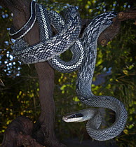 Beauty Snake / Cave racer {Elaphe taeniura grabowskyi} captive, native to Sumatra and the provinces of East Malaysia and Kalimantan on the island of Borneo.