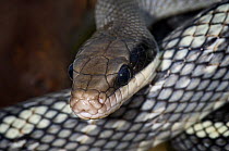 Beauty Snake / Cave racer {Elaphe taeniura grabowskyi} captive, native to Sumatra and the provinces of East Malaysia and Kalimantan on the island of Borneo.